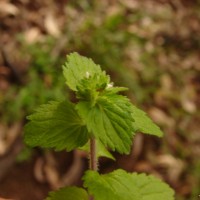 Stachys arvensis (L.) L.